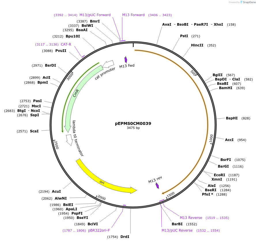 227521-plasmid-map-sequence-id-454878