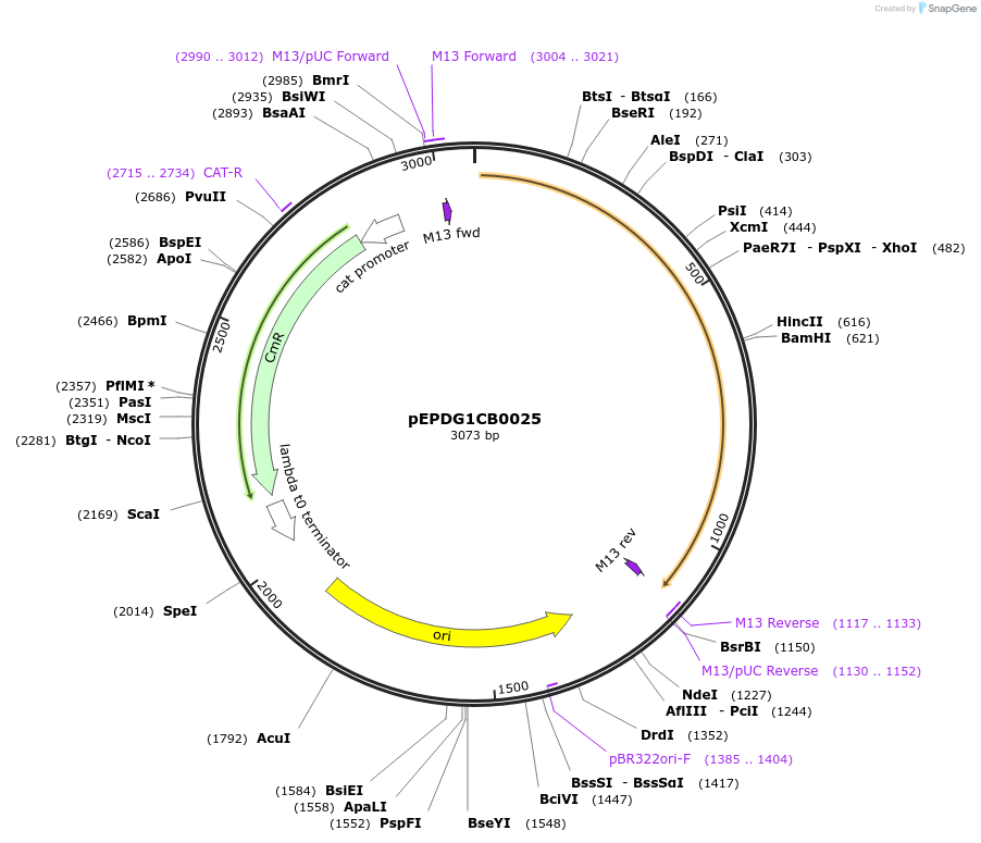 227527-plasmid-map-sequence-id-454879