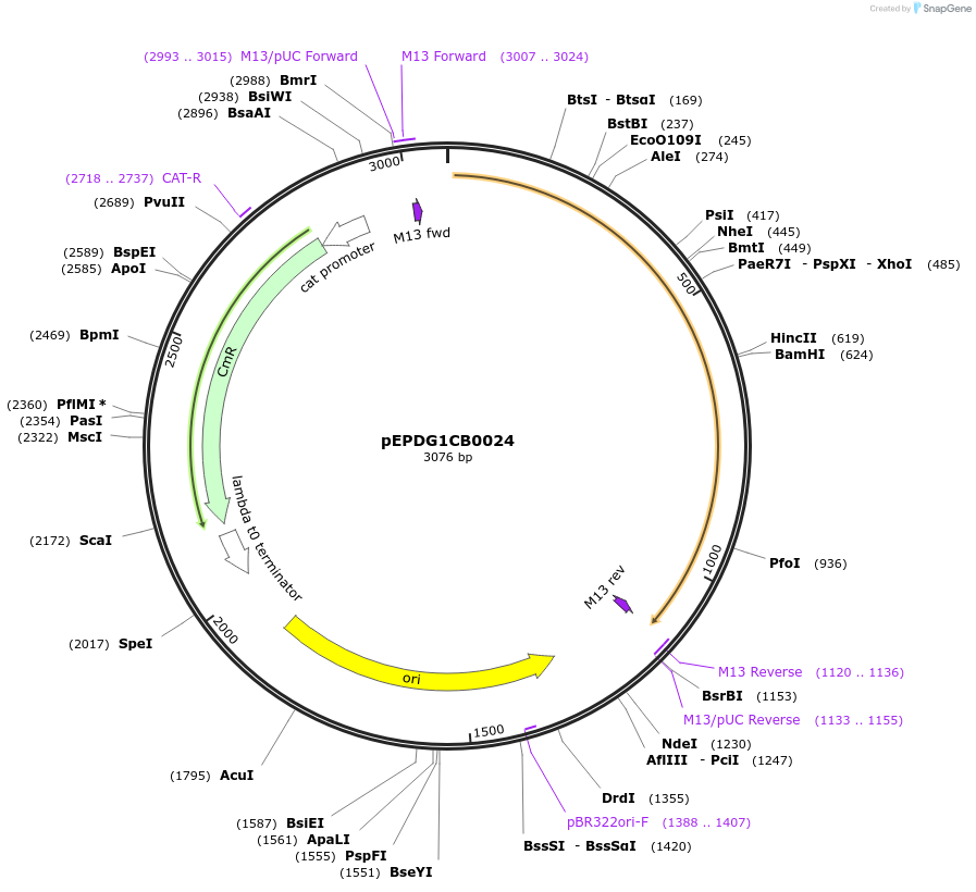 227526-plasmid-map-sequence-id-454880