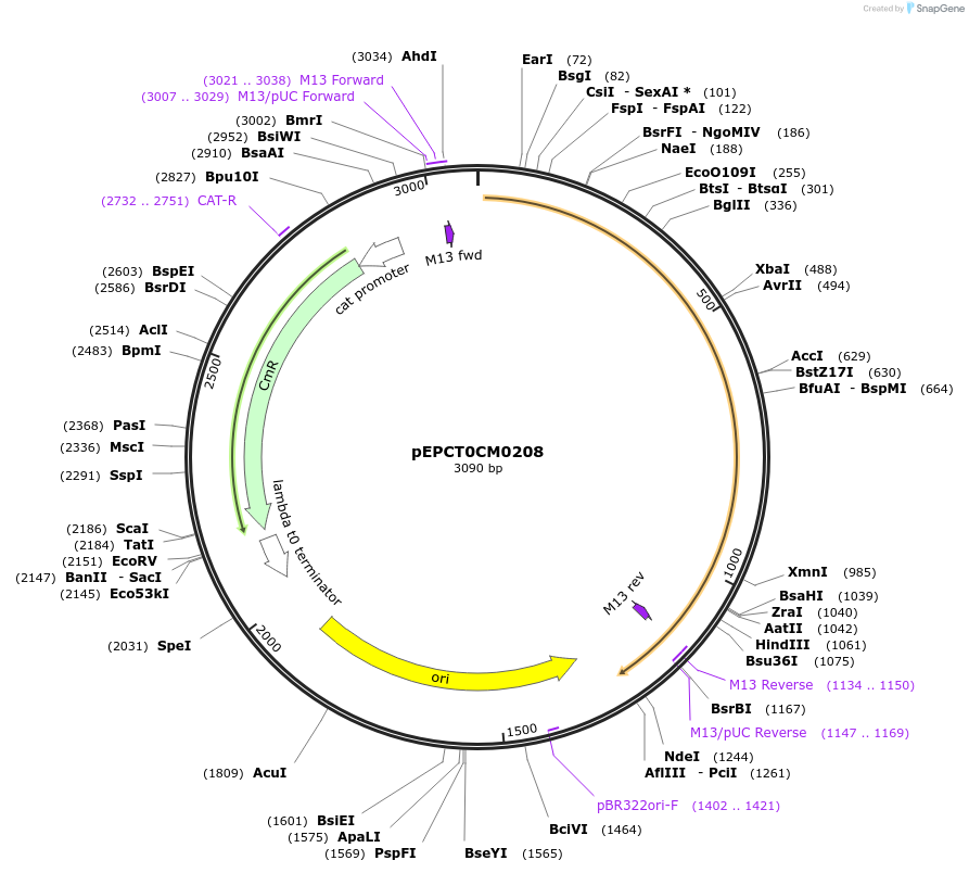 227530-plasmid-map-sequence-id-454881
