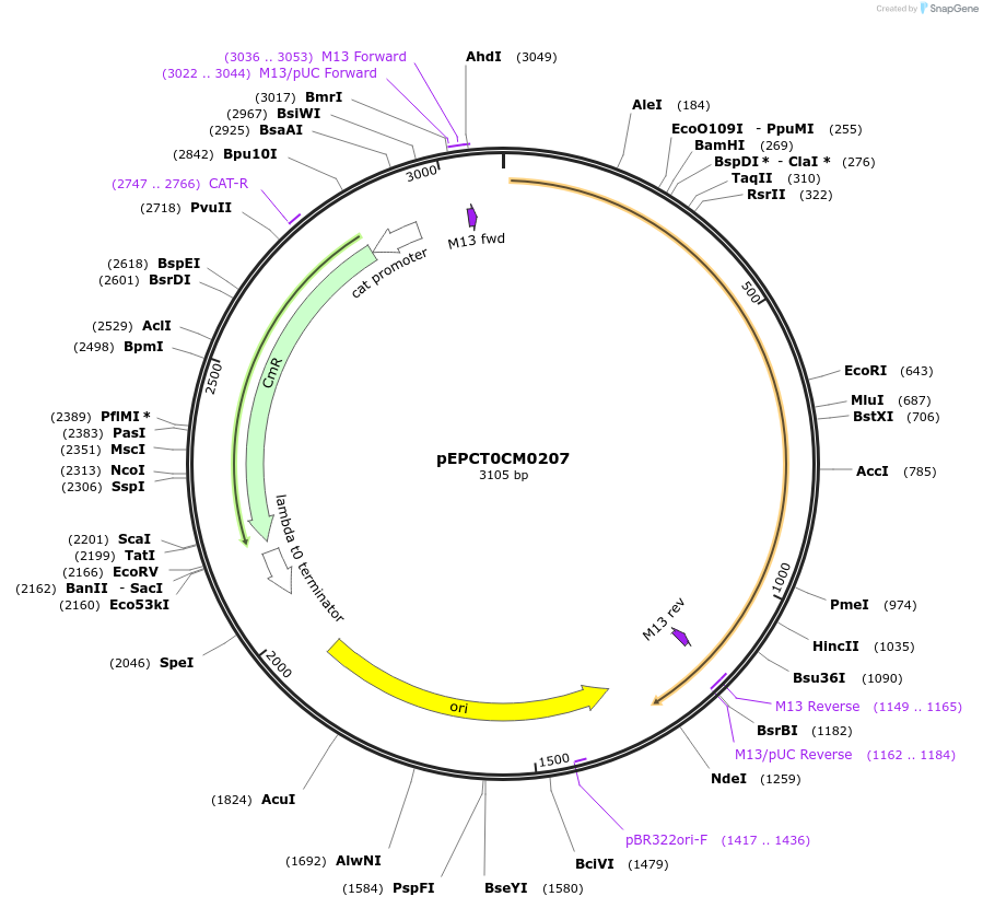 227529-plasmid-map-sequence-id-454884