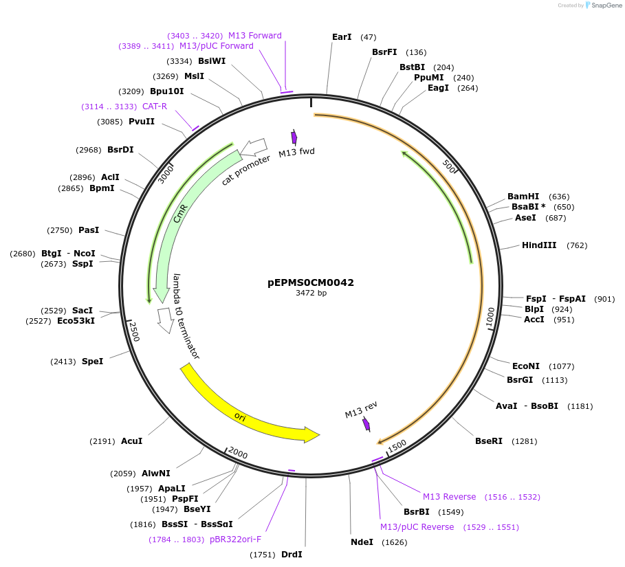 227524-plasmid-map-sequence-id-454885