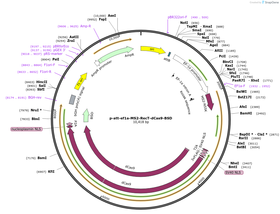 226108-plasmid-map-sequence-id-454995