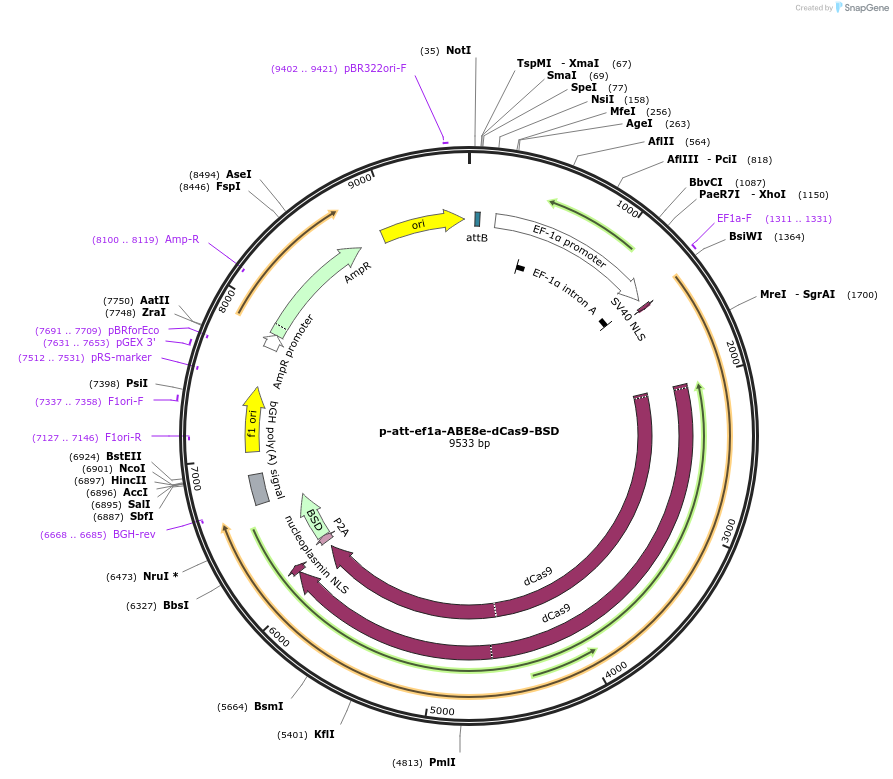 226116-plasmid-map-sequence-id-454996