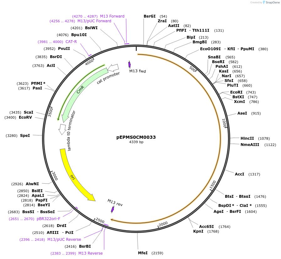 227512-plasmid-map-sequence-id-455186