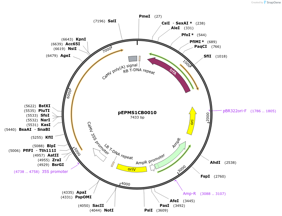 227534-plasmid-map-sequence-id-455187