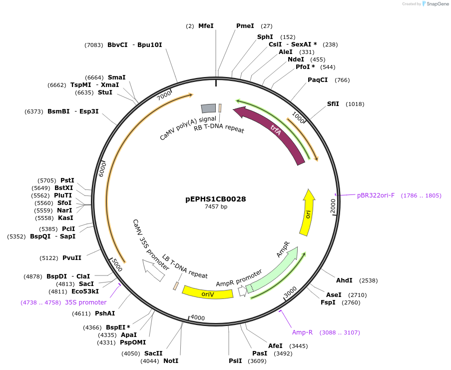 227537-plasmid-map-sequence-id-455191