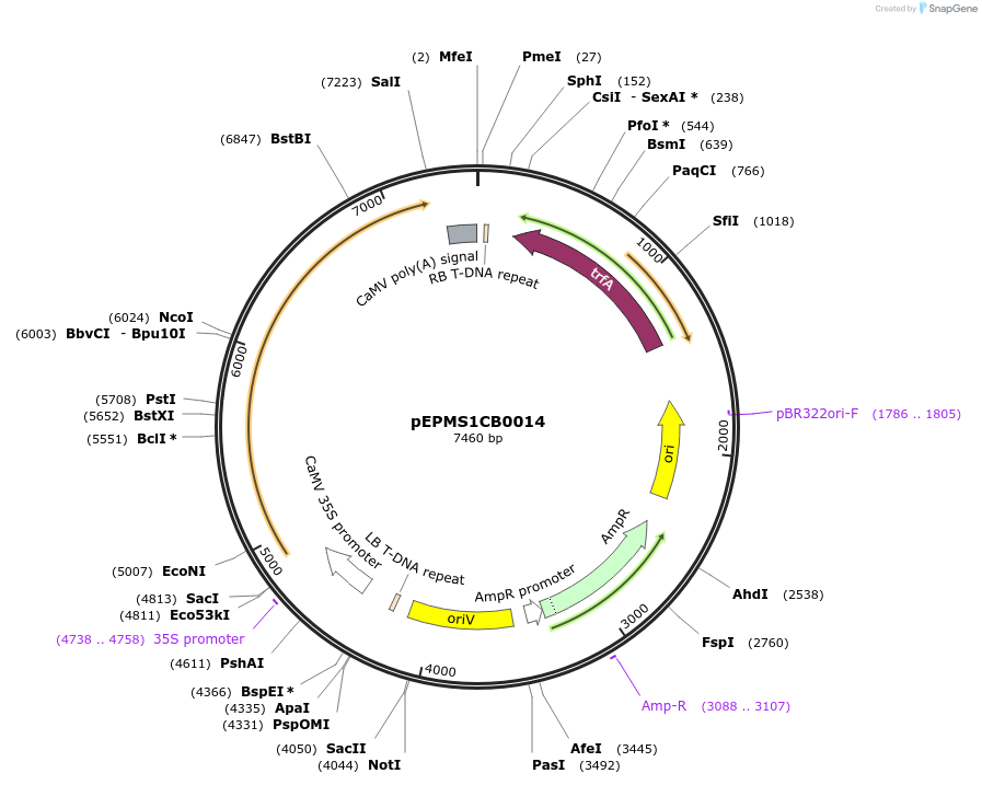 227538-plasmid-map-sequence-id-455192