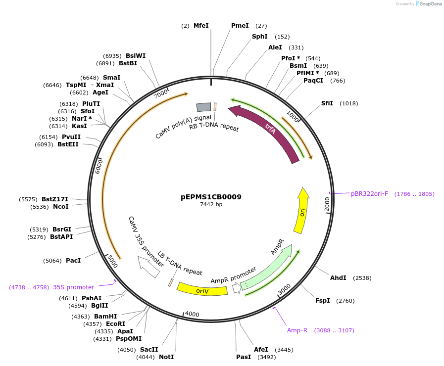 227540-plasmid-map-sequence-id-455194