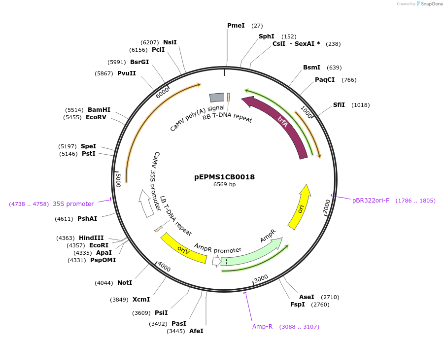 227543-plasmid-map-sequence-id-455200