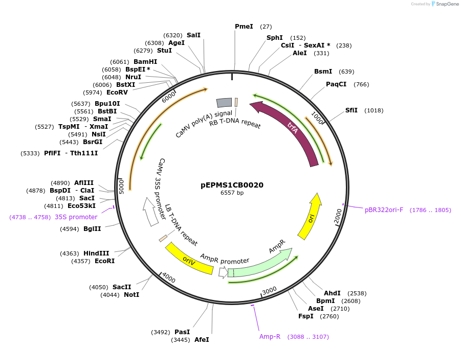 227545-plasmid-map-sequence-id-455205
