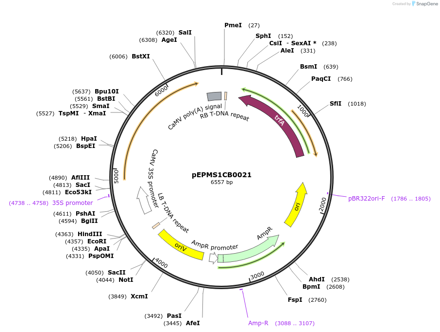 227546-plasmid-map-sequence-id-455208