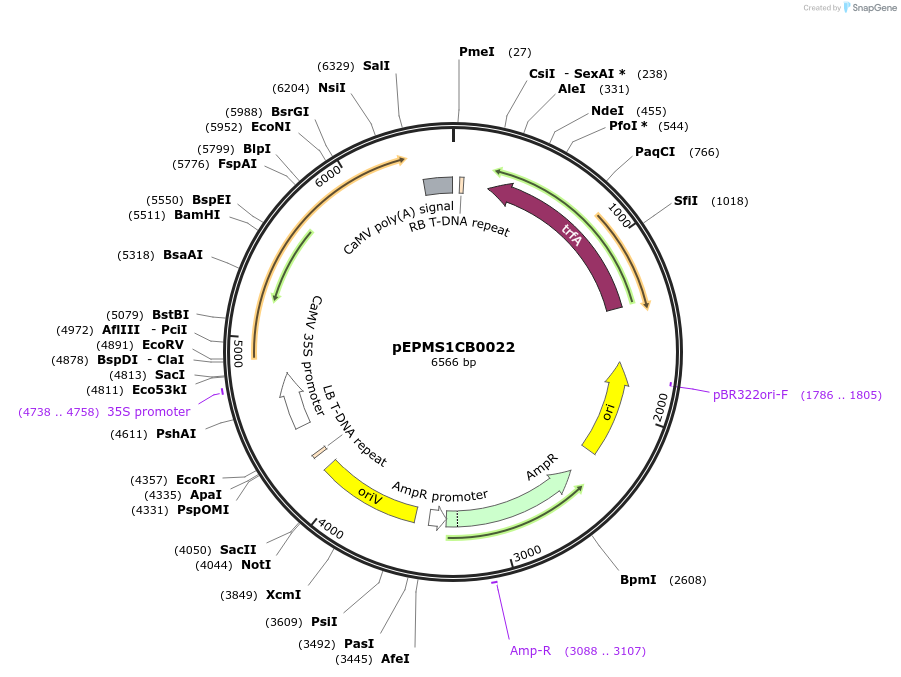 227547-plasmid-map-sequence-id-455211