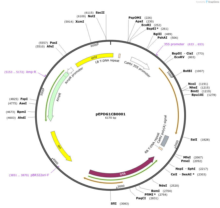 227549-plasmid-map-sequence-id-455223