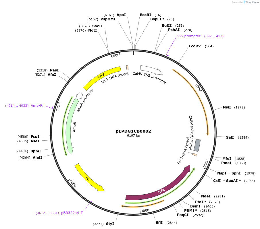227550-plasmid-map-sequence-id-455226