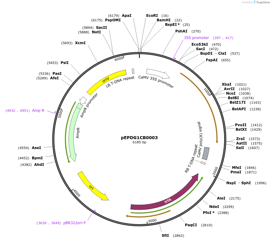 227551-plasmid-map-sequence-id-455228