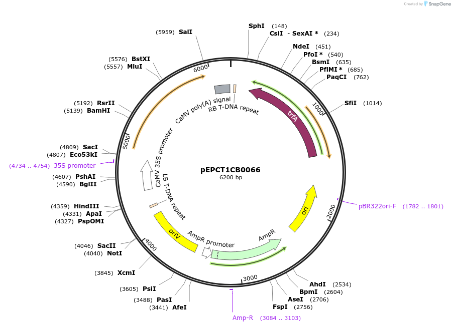 227552-plasmid-map-sequence-id-455231