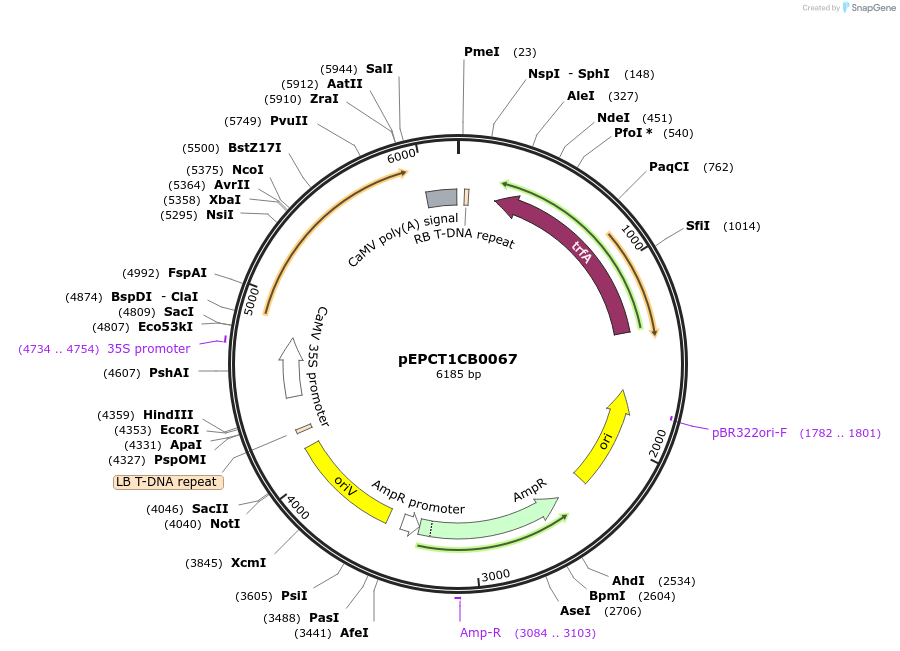 227553-plasmid-map-sequence-id-455235