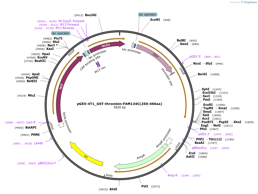 227715-plasmid-map-sequence-id-455256