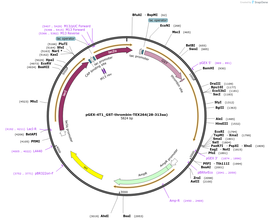 227714-plasmid-map-sequence-id-455258