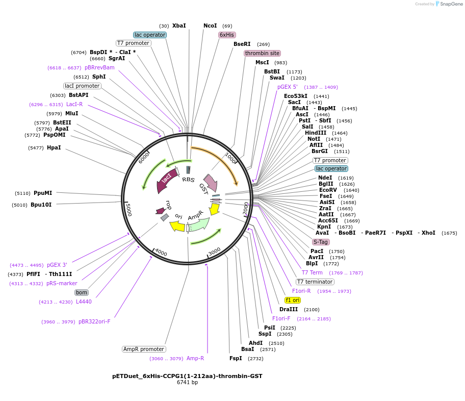 227713-plasmid-map-sequence-id-455261