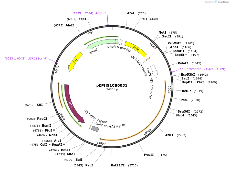 227558-plasmid-map-sequence-id-455263
