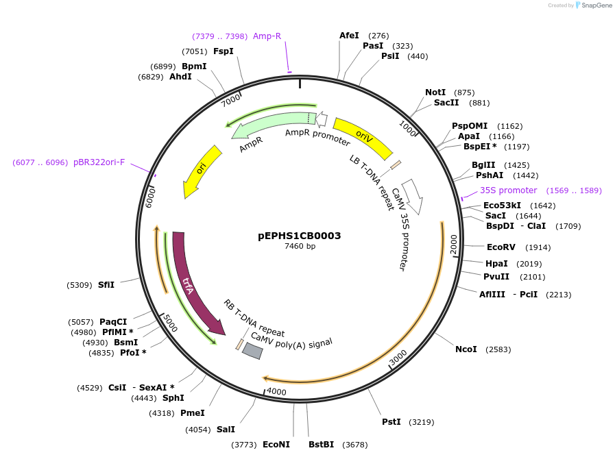 227561-plasmid-map-sequence-id-455271