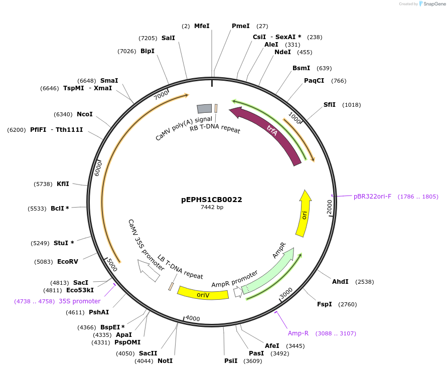 227569-plasmid-map-sequence-id-455281