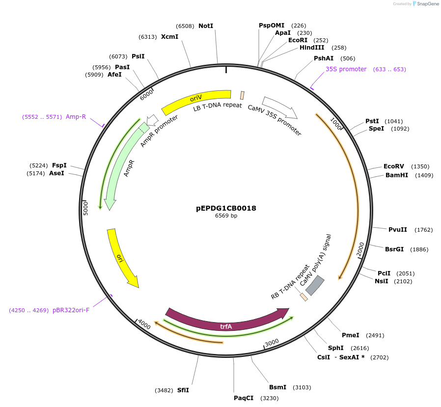227574-plasmid-map-sequence-id-455292