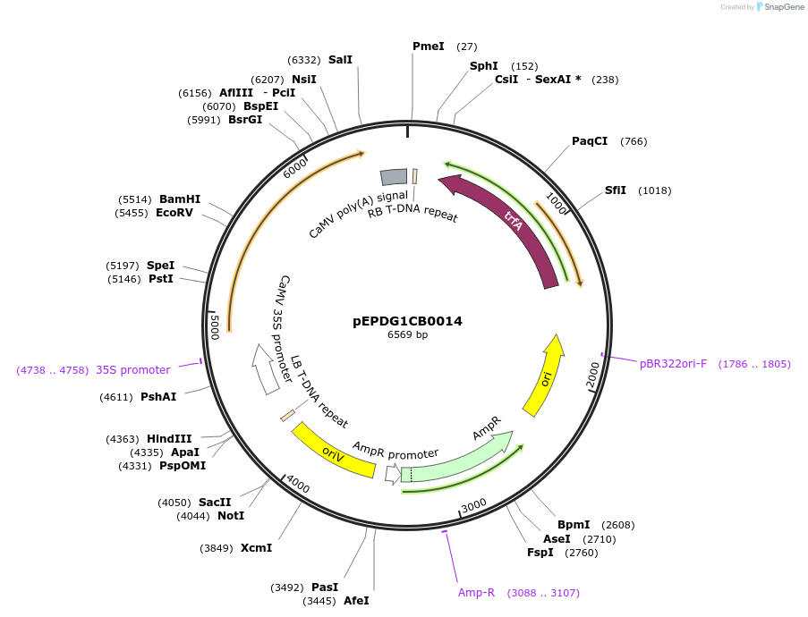 227576-plasmid-map-sequence-id-455295