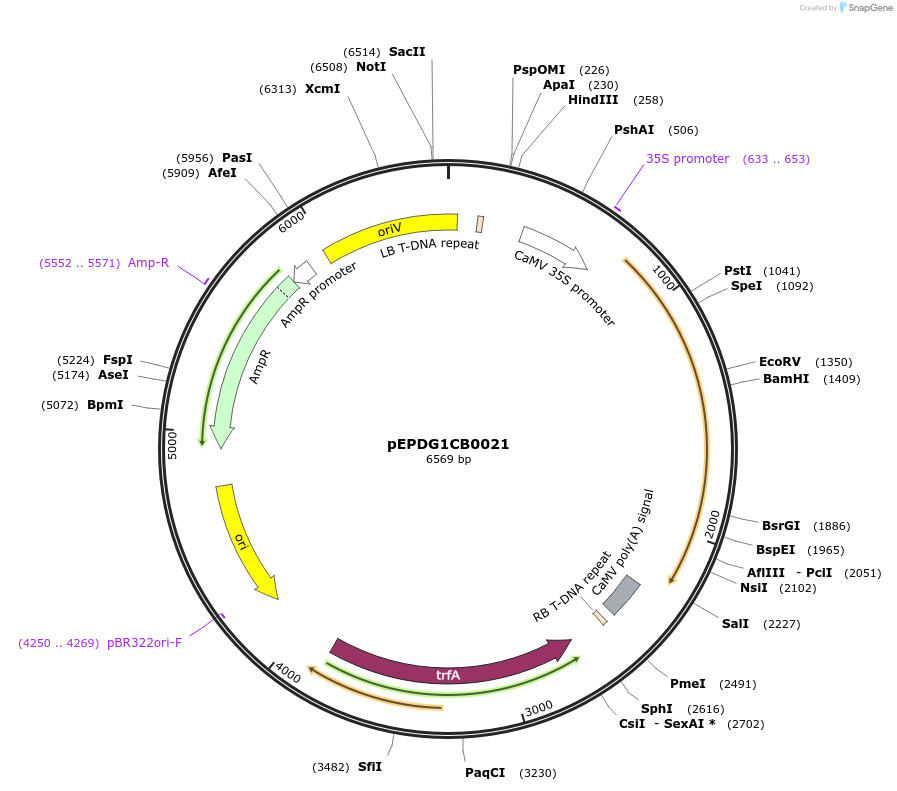 227578-plasmid-map-sequence-id-455298
