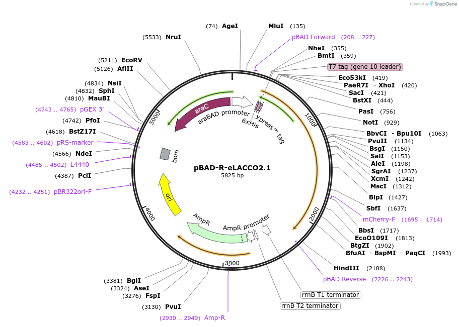 223256-plasmid-map-sequence-id-455300