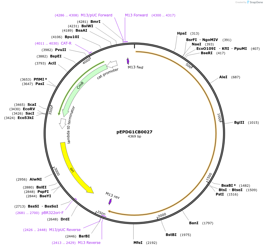 227511-plasmid-map-sequence-id-455456