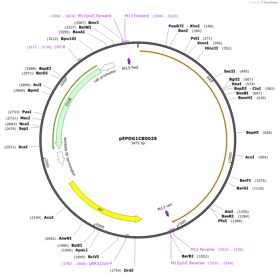 227525-plasmid-map-sequence-id-455457