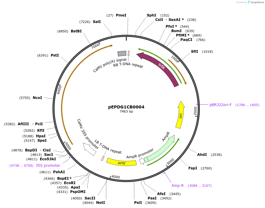 227542-plasmid-map-sequence-id-455458