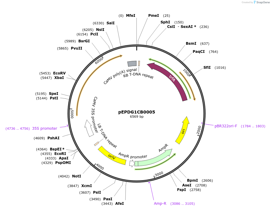 227548-plasmid-map-sequence-id-455459