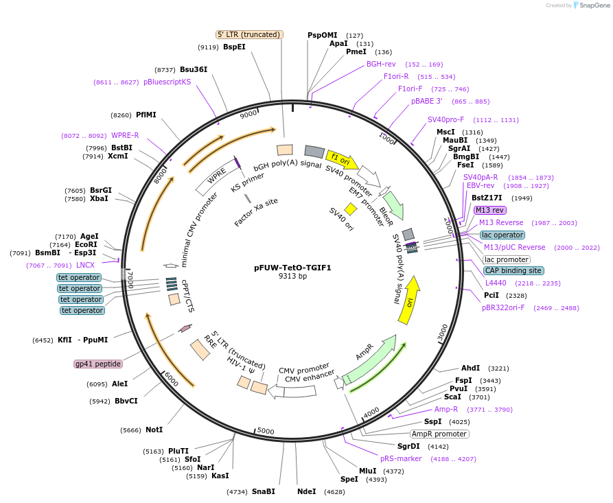 207201-plasmid-map-sequence-id-455545