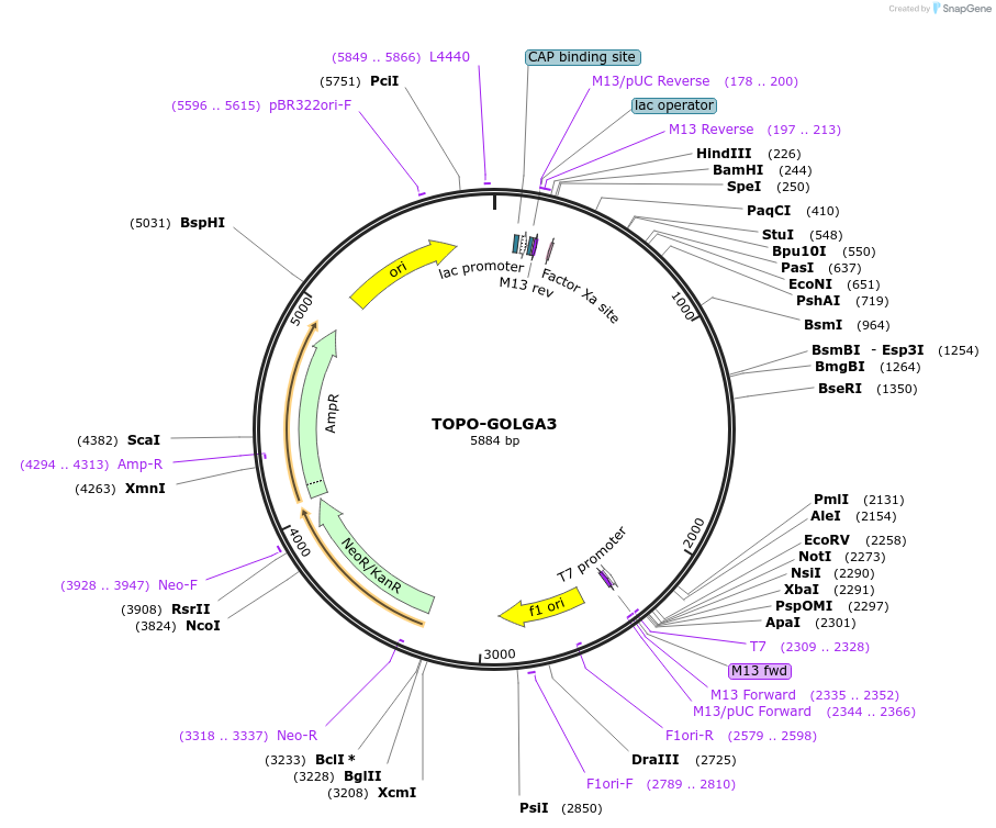 226451-plasmid-map-sequence-id-455929