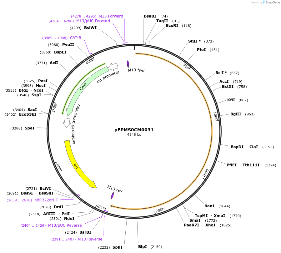 227517-plasmid-map-sequence-id-455971