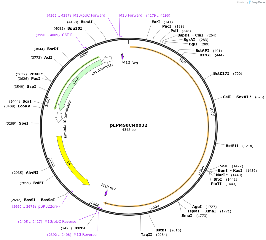 227518-plasmid-map-sequence-id-455972