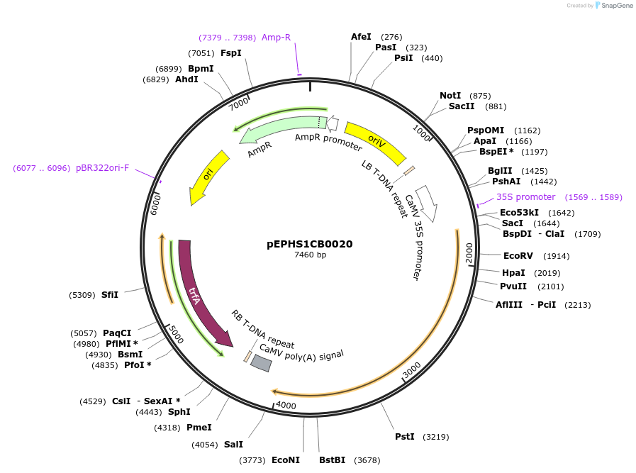 227564-plasmid-map-sequence-id-455973