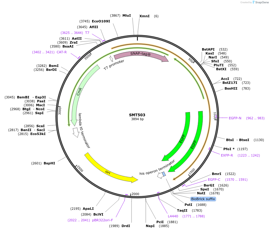 226840-plasmid-map-sequence-id-456035