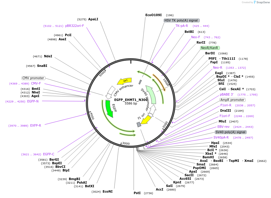 228814-plasmid-map-sequence-id-456138