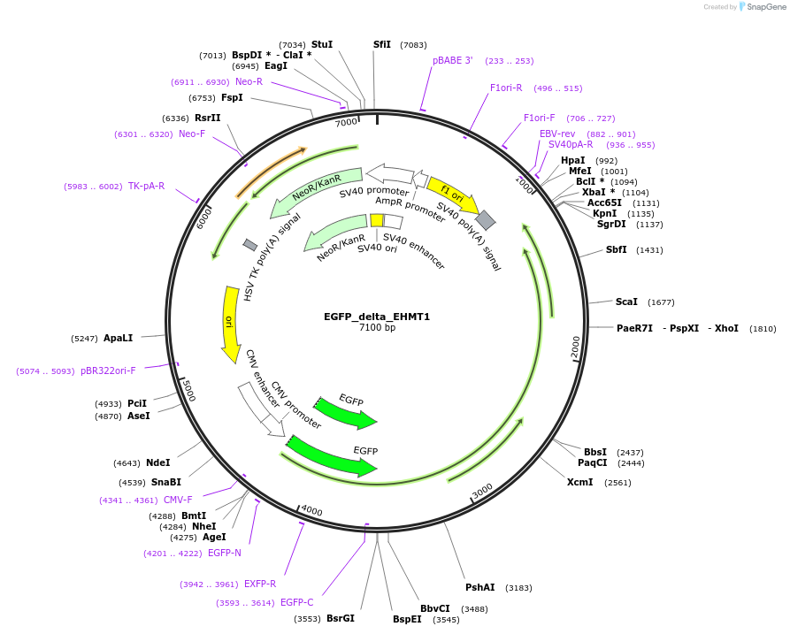228816-plasmid-map-sequence-id-456141