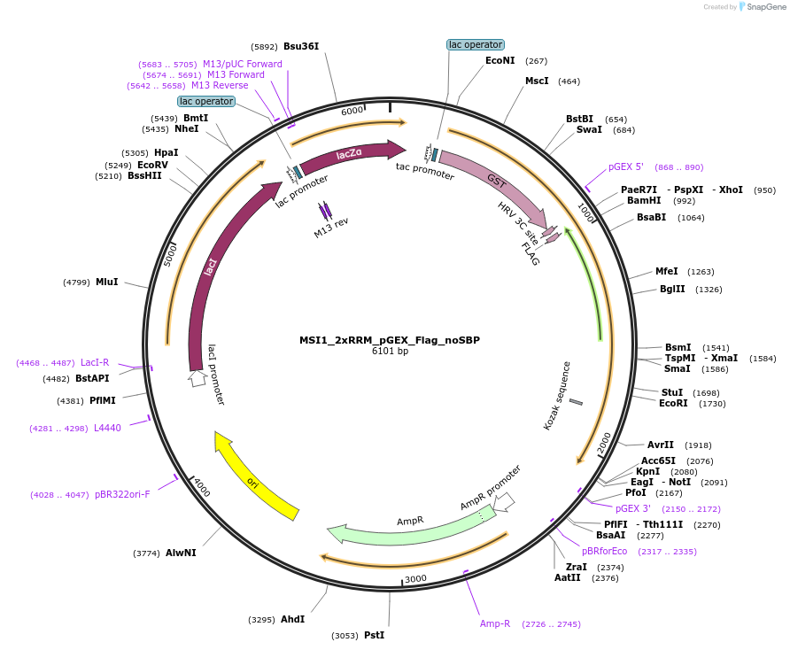 228796-plasmid-map-sequence-id-456254