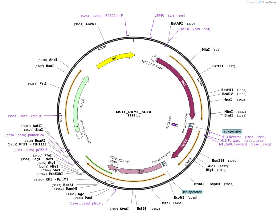 228798-plasmid-map-sequence-id-456258