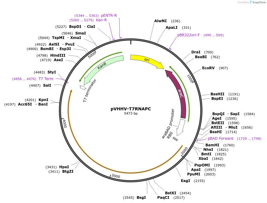216339-plasmid-map-sequence-id-456752
