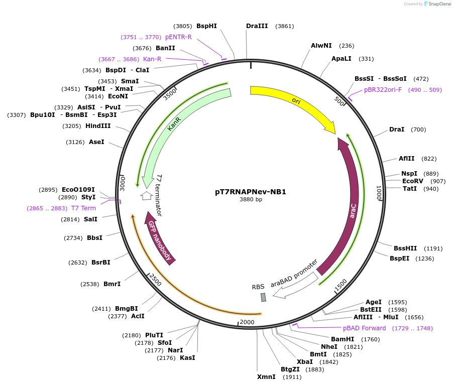 216336-plasmid-map-sequence-id-456753