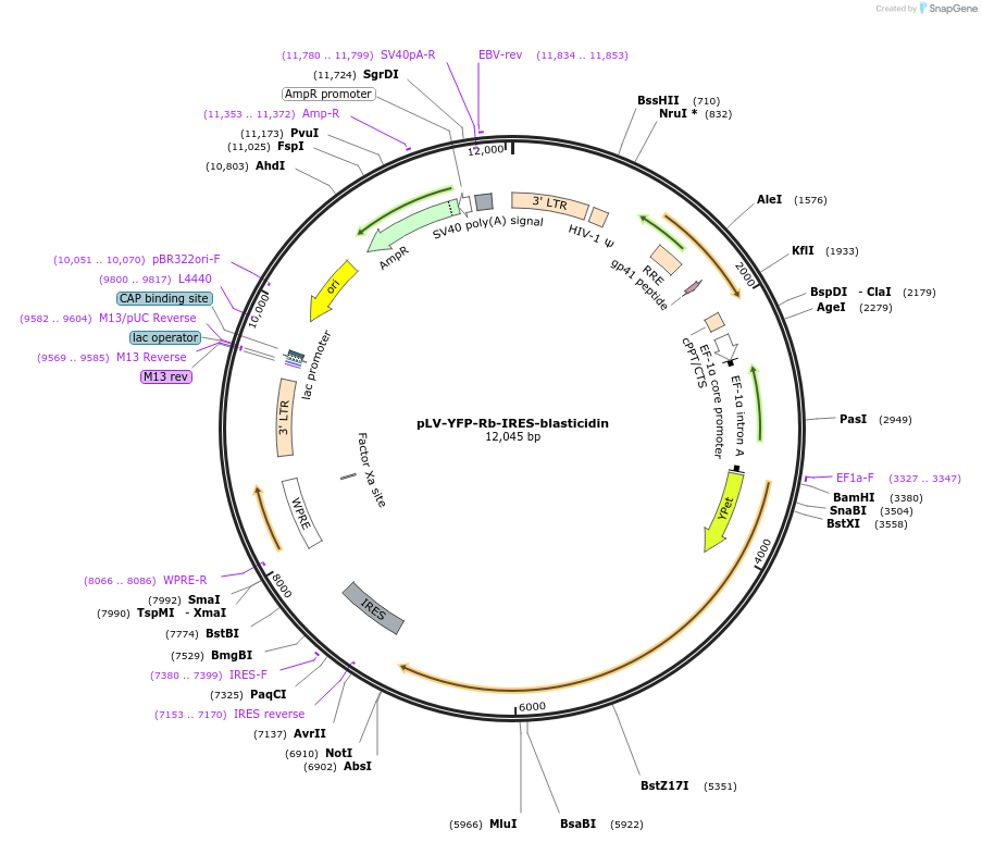 223964-plasmid-map-sequence-id-456859