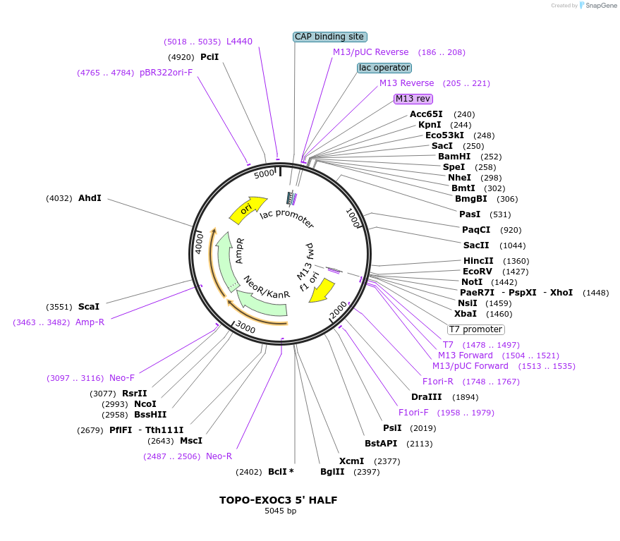 226438-plasmid-map-sequence-id-456866